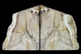 Petrified Wood Bookends - McDermitt, Oregon #166115-1